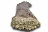 Fossil Sauropod (Diplodocus) Radius Bone - Wyoming #306950-5